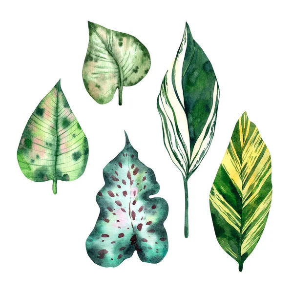 Hand Drawn Watercolor Tropical Leaves High Quality Concept Drawing Designs — Stock Photo, Image