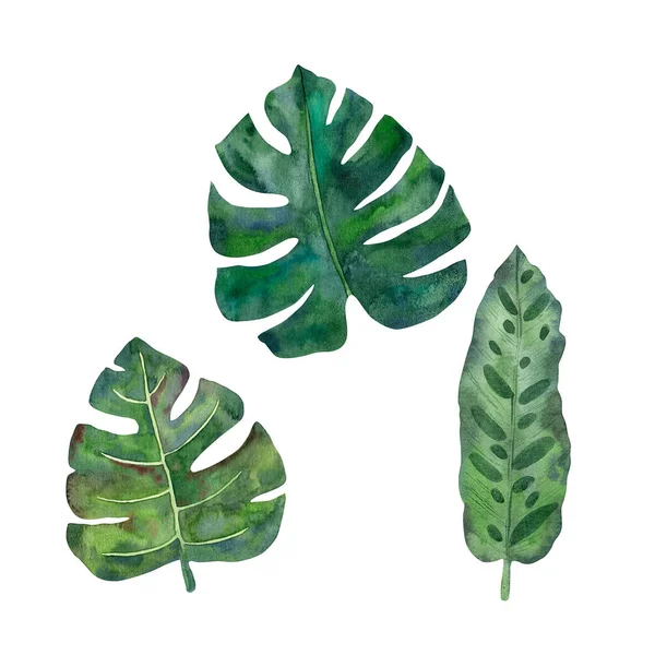 Hand Drawn Watercolor Tropical Leaves High Quality Concept Drawing Designs — Stock Photo, Image