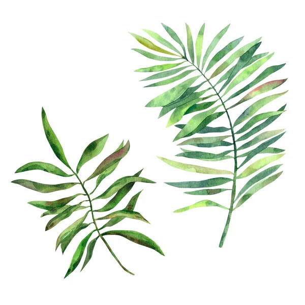 Hand Drawn Watercolor Tropical Leaves Different Palm Trees High Quality — Stock Photo, Image