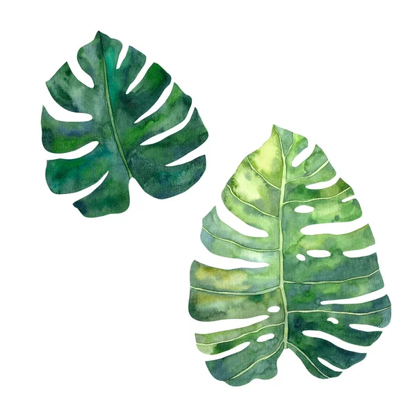 Hand Drawn Watercolor Tropical Monstera Leaves High Quality Concept Drawing — Stock Photo, Image