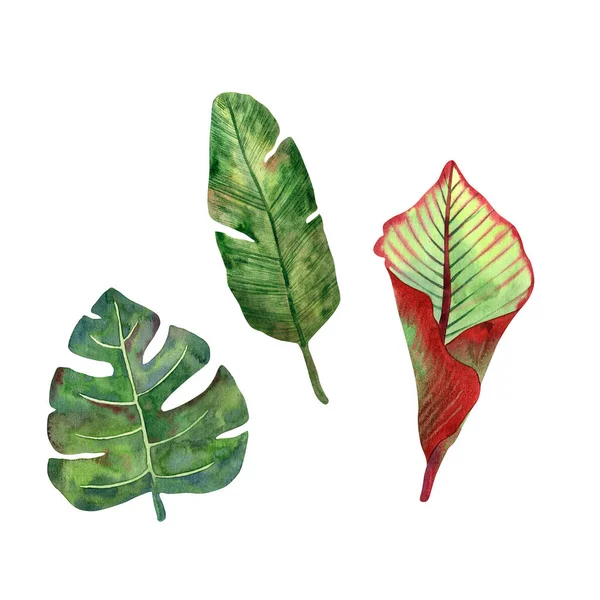 Yüksek Kalitede Elle Çizilmiş Tropikal Yapraklar Tasarımlar Kartlar Çıkartmalar Davetiyeler — Stok fotoğraf
