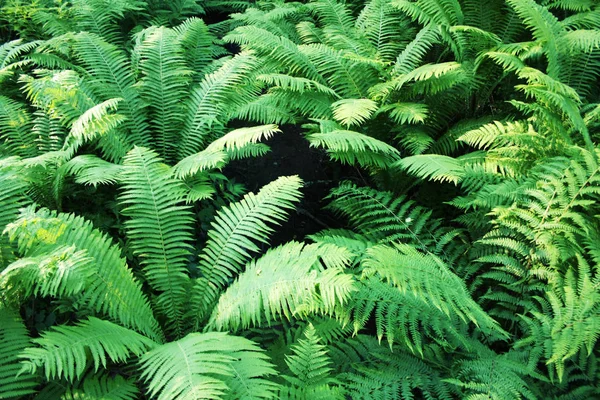 Fern Thickets Forests Valaam Island Karelia Pteridium Aquilinum Eagle Fern — Stock Photo, Image