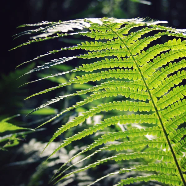 Fern Leaf Forests Valaam Island Karelia Pteridium Aquilinum Eagle Fern — Stock Photo, Image