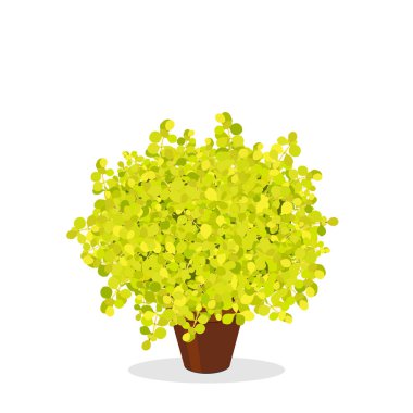 Lime Glow Japanese Barberry trimmed into a ball shape. Decorative foundation plant. Bright green bush growing in the flower pot. Garden illustration. Growing shrubs in a container. Isolated on white. clipart