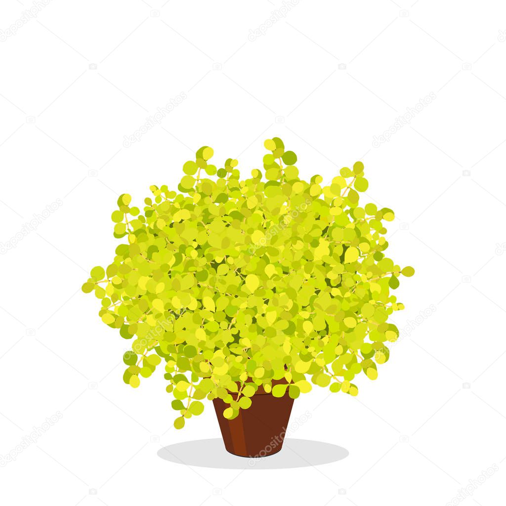Lime Glow Japanese Barberry trimmed into a ball shape. Decorative foundation plant. Bright green bush growing in the flower pot. Garden illustration. Growing shrubs in a container. Isolated on white.