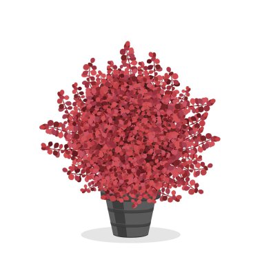 Crimson barbunya çalı bir top şeklinde kesilmiş.