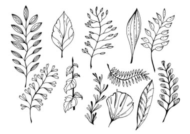 Elle çizilmiş yaprak beyaz