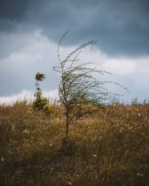Tarlada yapayalnız ağaç
