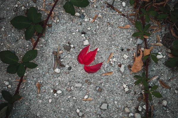 Hoja Roja Otoño Tierra —  Fotos de Stock