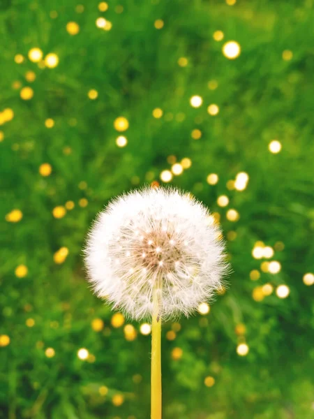 Dandelion Green Grass Blurred Background Bright Bokeh Vertical Composition Copyspace — Stock Photo, Image