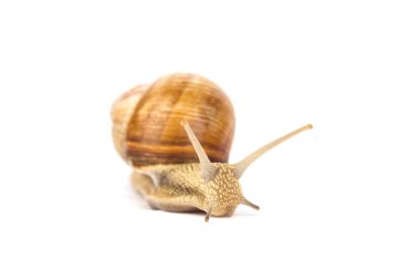 Bahçe Burgonya salyangozu, Helix pomatia, yaratıcı tasarımın için beyaza izole edilmiş, seçici odaklanma. Modern güzellik ya da yemek konsepti. Pulmonat gastropod karasal yumuşakça