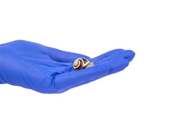 Επιστήμονας Χέρι Φορώντας Προστατευτικά Γάντια Κρατώντας Μικροσκοπικό Σαλιγκάρι Απομονώνονται Λευκό — Φωτογραφία Αρχείου