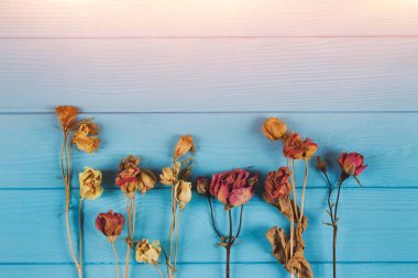 Kuru gül tomurcukları ve çiçek çayı hazırlamak için gül yaprakları ve ev güzelliği için mavi ahşap arka planda yumuşak pembe ışık ve kopyalama alanı - ev spa konsepti