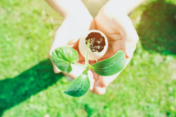 Niño o persona sosteniendo cáscara de huevo con brotes germinados - plantando plantas o vegetales en cáscara de huevo usada. Educación Montessori, jardinería ecológica o concepto de cero residuos —  Fotos de Stock