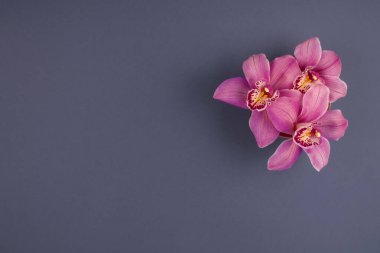 Telif alanı olan gri arkaplanda pembe orkideler. Tebrik kartı modeli için minimalist çiçek kompozisyonu. Tatil, doğum günü, Anneler Günü ya da Uluslararası Kadınlar Günü, 8 Mart kutlamaları
