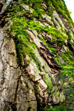 Yeşil yosunlu bir ağaç kabuğuna yakın çekim. Doğanın ve çevrenin faturası.