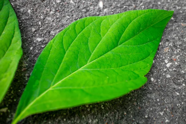 Зелений лист дерева на асфальті. Текстура рослини в природі . — стокове фото