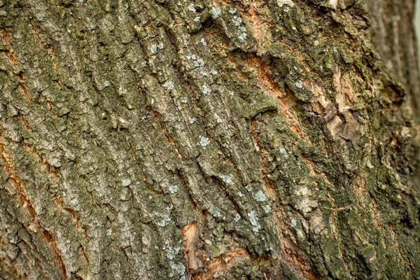 Corteccia secca di un vecchio albero, la natura. Texture per sfondo o desktop . — Foto Stock
