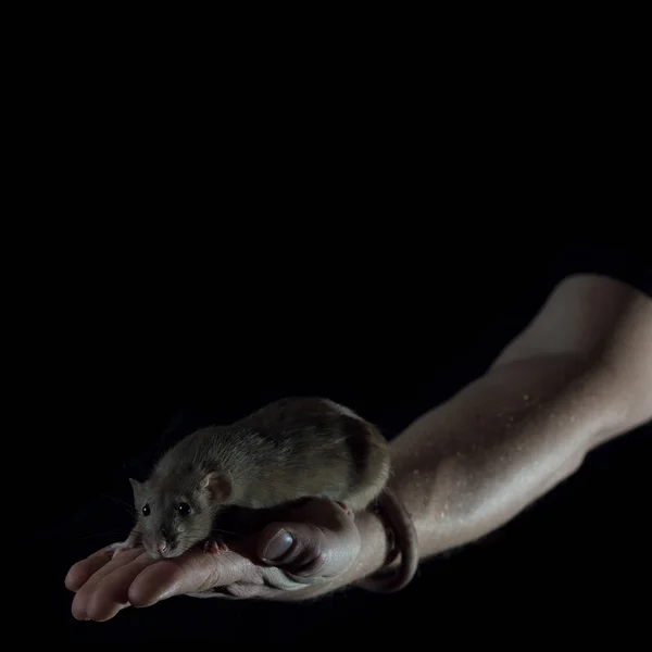Petit rat assis sur une main d'homme tenant sa queue — Photo