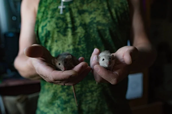 Two small rats in strong caring male hands in military attire — Stock Photo, Image