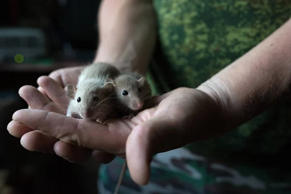 Deux petits rats dans de fortes mains masculines attentionnées en tenue militaire — Photo