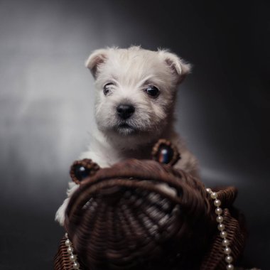 Batı highland Terrier köpek yavrusu inci boncuk koyu arka plan üzerinde kurbağa sepet içinde