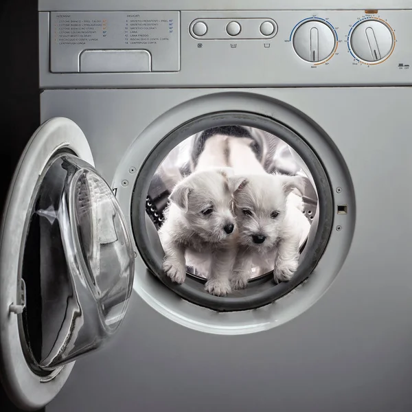 West Hound Terrier Hvalpe Vaskes Med Blegemiddel Pulver Vaskemaskinen - Stock-foto