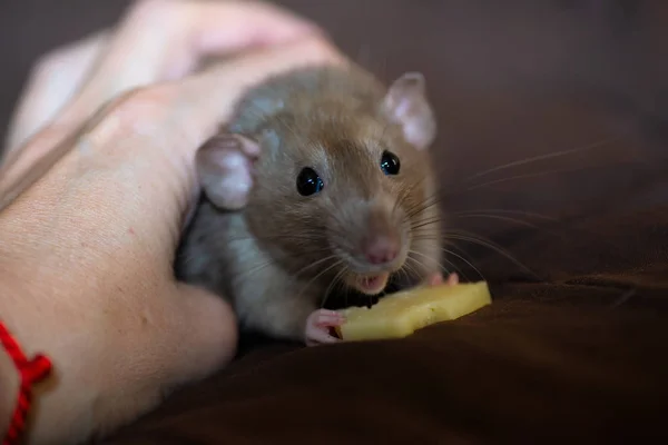 Rata Mascota Divertida Jugando Comiendo Queso Manta —  Fotos de Stock