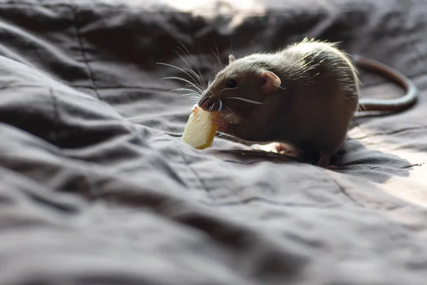 Rata Mascota Divertida Jugando Comiendo Queso Manta —  Fotos de Stock