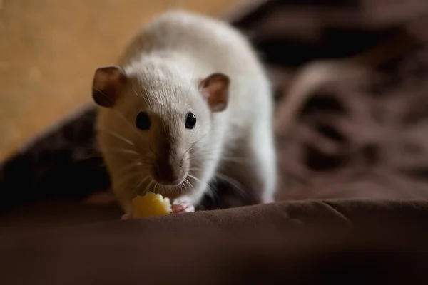 funny pet rat playing and eating cheese on blanket