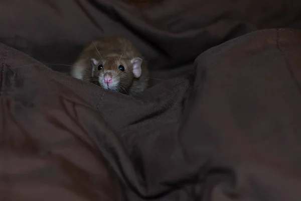 有趣的宠物老鼠玩和吃毯子上的奶酪 — 图库照片