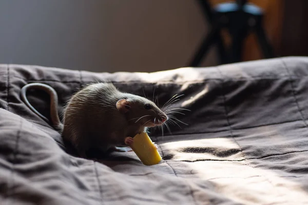 Rata Mascota Divertida Jugando Comiendo Queso Manta —  Fotos de Stock