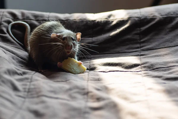 Lustige Ratte Spielt Und Frisst Käse Auf Decke — Stockfoto
