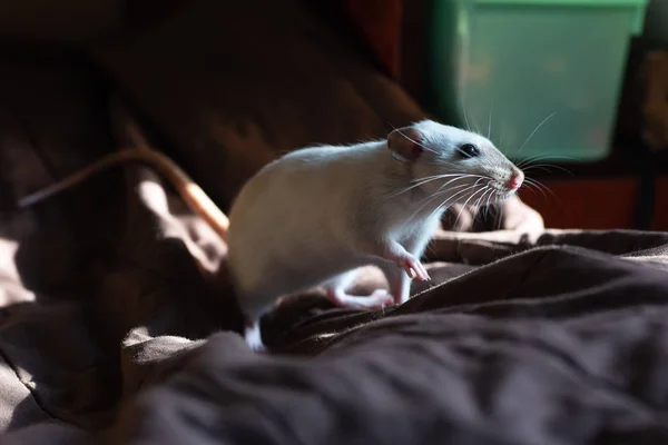 Lustige Ratte Spielt Und Frisst Käse Auf Decke — Stockfoto