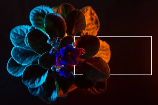 Фіолетова квітка з листям у горщику, освітлена кольоровим неоном — стокове фото