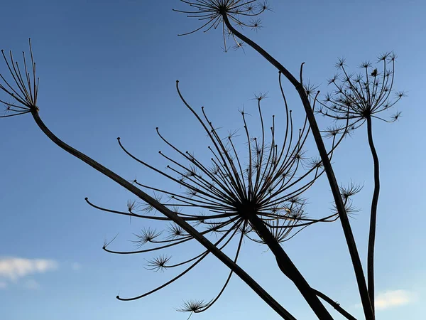 Planta de chirivía de vaca contra el cielo azul —  Fotos de Stock