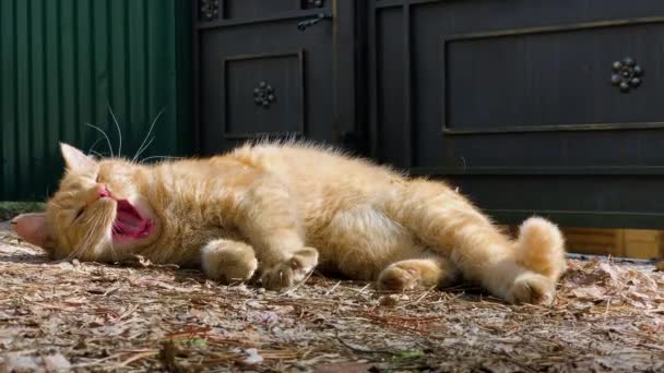 Katt gäspar och badade i solen — Stockvideo
