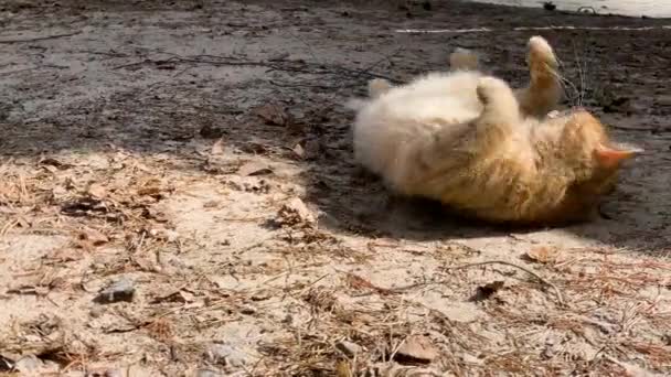 Bocejos de gato e banhado no sol — Vídeo de Stock