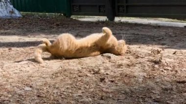 kedi esneme ve Güneş'te yıkanmış