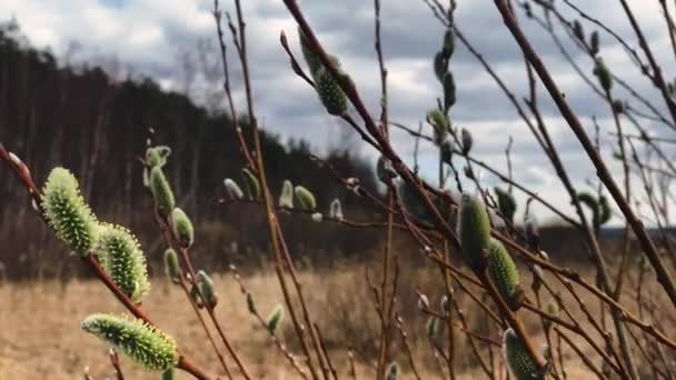 Willow branch swaying in the wind in the foreground — Stock Video