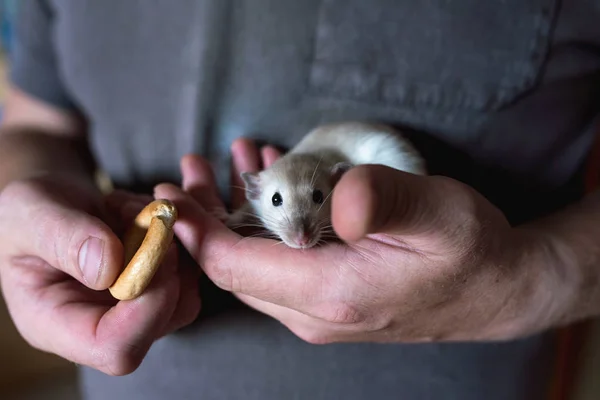 Maison rat dans les mains du propriétaire a un bagel — Photo