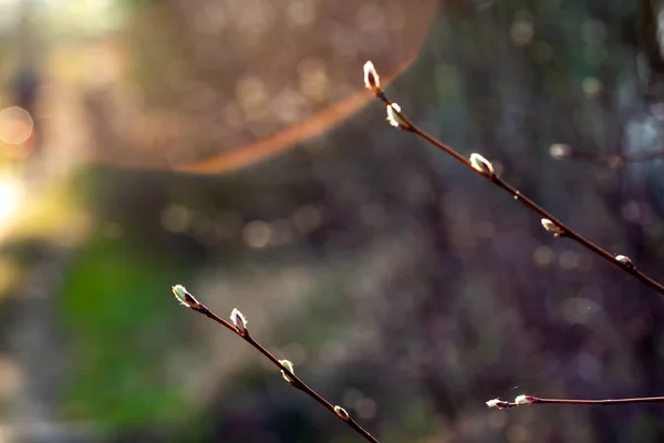 ぼやけた背景に葉を持つ春の木の枝 — ストック写真
