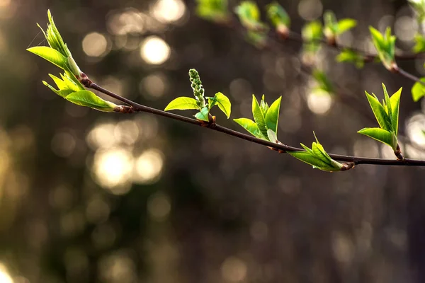 Větev jarních stromů s listy na rozostřené pozadí — Stock fotografie