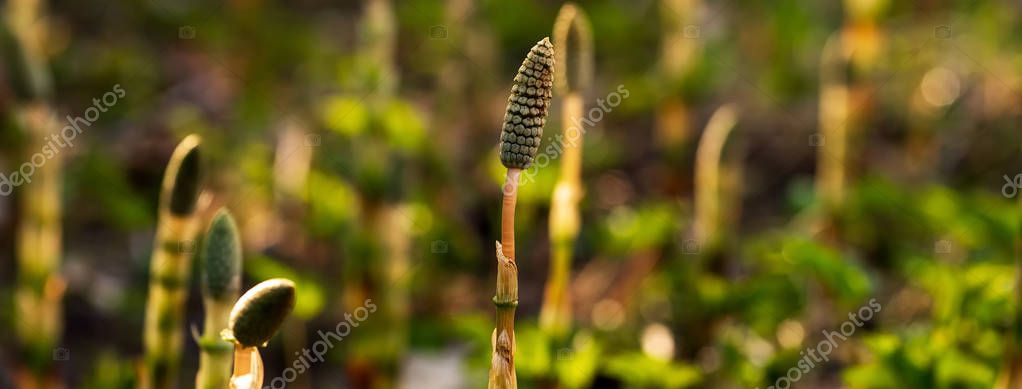 Medicinal plant horsetail on the background of glade — Stock Image Medicinal plant horsetail on the background of glade Royalty Free Stock Photos