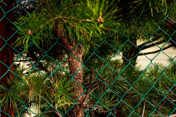 Green spruce branches growing over a fence — Stock Photo, Image