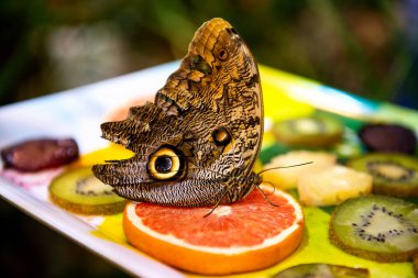 bulanık arka plan üzerinde parlak meyve oturan güzel bir büyük kelebek