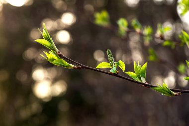 bulanık bir arka plan üzerinde yaprakları ile bahar ağacı dalı