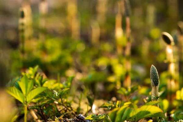 글라디올러스를 배경으로 하는 약초 말꼬리 로열티 프리 스톡 이미지