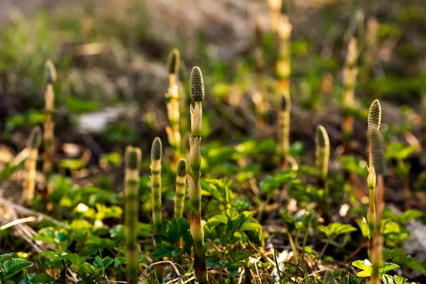 Läkemedel växt åkerfräken på bakgrunden av glänta Stockfoto