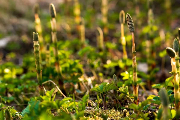 药用植物的马尾辫，在沼泽地的背景下 免版税图库照片